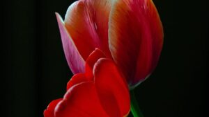 Os 5 Pontos mal-entendidos do calvinismo