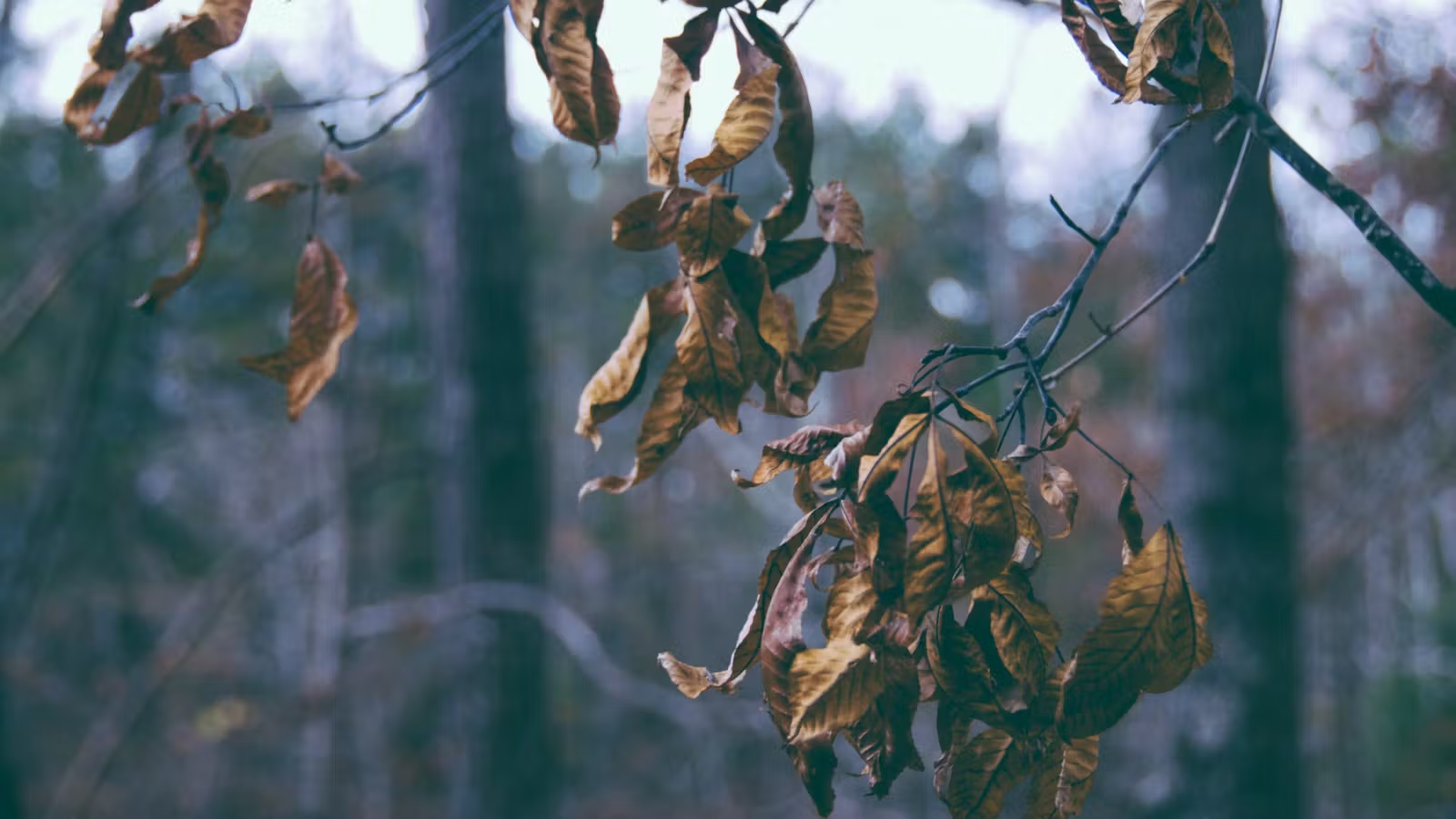 Lutando pela Alegria no ministério pastoral
