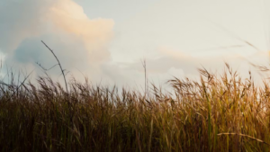 Desconfortavelmente Limitado